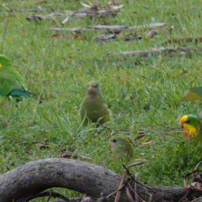 Polytelis swainsonii (Superb Parrot) at GG38 - 8 Apr 2020 by JackyF