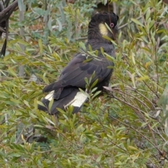 Zanda funerea (Yellow-tailed Black-Cockatoo) at Federal Golf Course - 8 Apr 2020 by JackyF