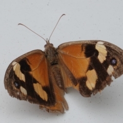 Heteronympha merope (Common Brown Butterfly) at Hughes, ACT - 8 Apr 2020 by JackyF