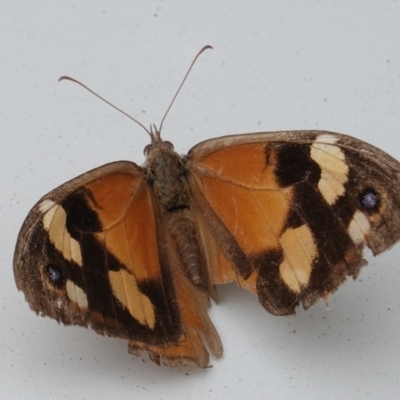 Heteronympha merope (Common Brown Butterfly) at Hughes, ACT - 8 Apr 2020 by JackyF