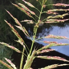 Sorghum halepense at McKellar, ACT - 8 Apr 2020