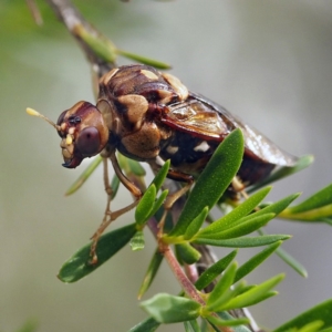 Pergagrapta polita at Hackett, ACT - 29 Mar 2020