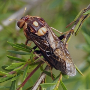 Pergagrapta polita at Hackett, ACT - 29 Mar 2020