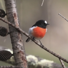 Petroica boodang (Scarlet Robin) at Dunlop, ACT - 7 Apr 2020 by AlisonMilton