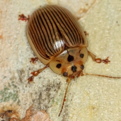 Paropsisterna intacta (Eucalyptus Leaf Beetle) at Dunlop, ACT - 15 Jan 2013 by Bron