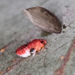 Psyllidae sp. (family) at Dunlop, ACT - 5 Apr 2012