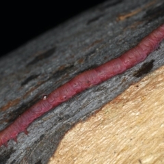 Lepidoptera unclassified IMMATURE moth at Mount Ainslie - 8 Apr 2020 by jb2602