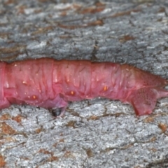 Lepidoptera unclassified IMMATURE moth at Majura, ACT - 8 Apr 2020