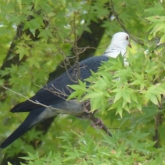 Columba leucomela (White-headed Pigeon) at Bega, NSW - 9 Apr 2020 by MatthewHiggins