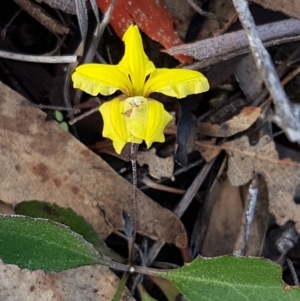 Goodenia hederacea subsp. hederacea at Denman Prospect, ACT - 9 Apr 2020 08:34 AM