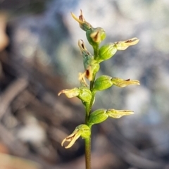 Corunastylis clivicola (Rufous midge orchid) at Stromlo, ACT - 9 Apr 2020 by trevorpreston