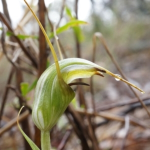 Diplodium laxum at Hackett, ACT - 5 Apr 2014