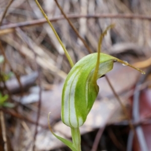 Diplodium laxum at Hackett, ACT - 5 Apr 2014