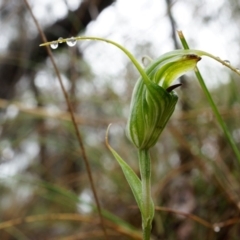 Diplodium laxum at Hackett, ACT - 5 Apr 2014