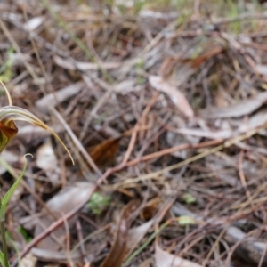 Diplodium laxum at Hackett, ACT - 5 Apr 2014