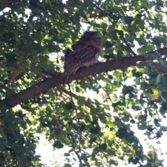 Podargus strigoides (Tawny Frogmouth) at Curtin, ACT - 9 Apr 2020 by lindak