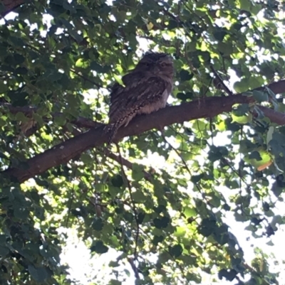 Podargus strigoides (Tawny Frogmouth) at Curtin, ACT - 9 Apr 2020 by lindak