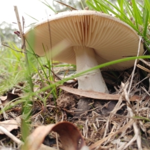 Amanita sp. at Dunlop, ACT - 9 Apr 2020 11:40 AM