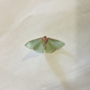 Chlorocoma (genus) at Lade Vale, NSW - 9 Apr 2020