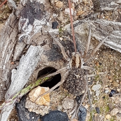 Tasmanicosa sp. (genus) (Tasmanicosa wolf spider) at Denman Prospect, ACT - 9 Apr 2020 by trevorpreston
