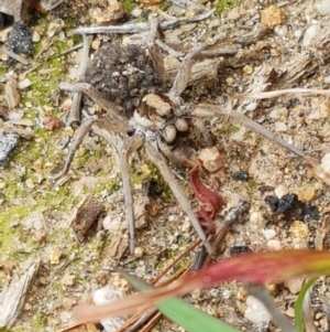 Tasmanicosa sp. (genus) at Denman Prospect, ACT - 9 Apr 2020