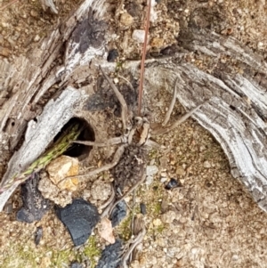 Tasmanicosa sp. (genus) at Denman Prospect, ACT - 9 Apr 2020