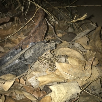 Limnodynastes tasmaniensis (Spotted Grass Frog) at Deakin, ACT - 23 Feb 2020 by TexanReptilian