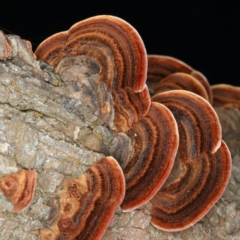 Phaeotrametes decipiens (A Polypore) at Mount Ainslie - 8 Apr 2020 by jb2602