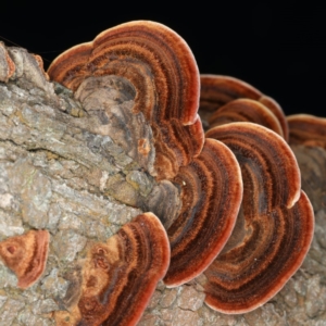 Phaeotrametes decipiens at Majura, ACT - 8 Apr 2020