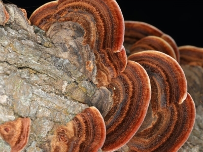 Phaeotrametes decipiens (A Polypore) at Majura, ACT - 8 Apr 2020 by jb2602