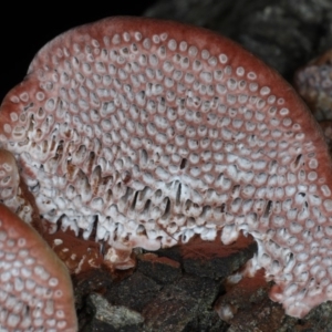 Phaeotrametes decipiens at Majura, ACT - 8 Apr 2020