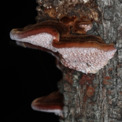 Phaeotrametes decipiens at Majura, ACT - 8 Apr 2020