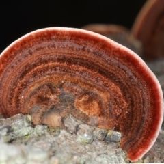 Phaeotrametes decipiens at Majura, ACT - 8 Apr 2020