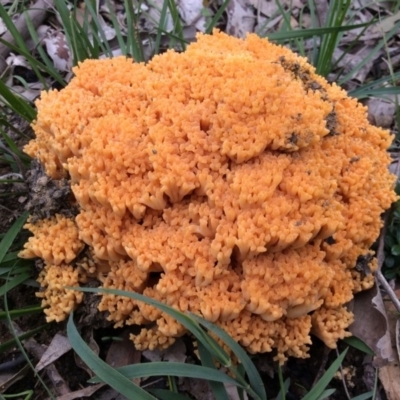 Unidentified Fungus at Welby - 8 Apr 2020 by BLSHTwo