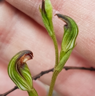 Speculantha rubescens (Blushing Tiny Greenhood) at Denman Prospect, ACT - 8 Apr 2020 by tpreston