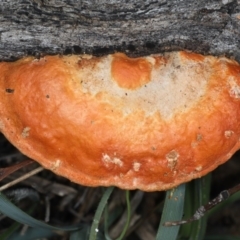 Trametes coccinea (Scarlet Bracket) at Mount Ainslie - 8 Apr 2020 by jb2602