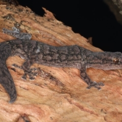 Christinus marmoratus (Southern Marbled Gecko) at Mount Ainslie - 8 Apr 2020 by jb2602