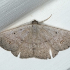 Casbia (genus) (A Geometer moth) at Ainslie, ACT - 8 Apr 2020 by jb2602