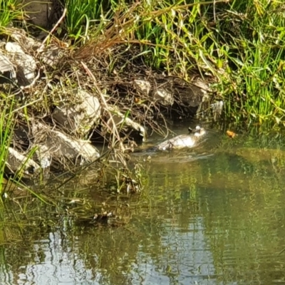 Hydromys chrysogaster (Rakali or Water Rat) at Melba, ACT - 9 Apr 2020 by Coran