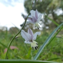 Arthropodium milleflorum (Vanilla Lily) at Tuggeranong Hill - 9 Apr 2020 by Owen