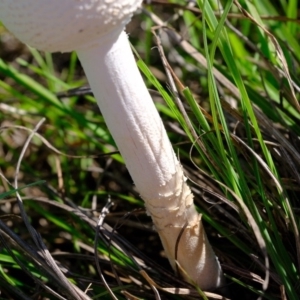 Macrolepiota sp. at Molonglo River Reserve - 9 Apr 2020 06:46 AM