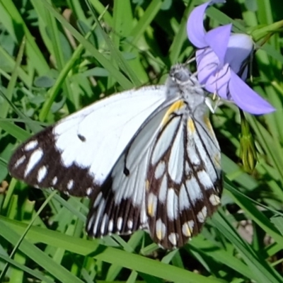 Belenois java (Caper White) at Molonglo River Reserve - 9 Apr 2020 by Kurt