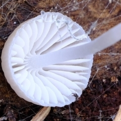 Mycena sp. (Mycena) at Dunlop, ACT - 9 Apr 2020 by Kurt