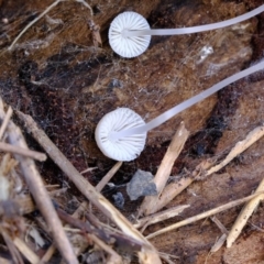 Mycena sp. at Molonglo River Reserve - 9 Apr 2020