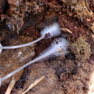 Mycena sp. at Molonglo River Reserve - 9 Apr 2020