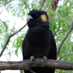 Zanda funerea (Yellow-tailed Black-Cockatoo) at Dunlop, ACT - 9 Apr 2020 by Kurt