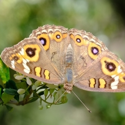 Junonia villida (Meadow Argus) at Kama - 9 Apr 2020 by Kurt