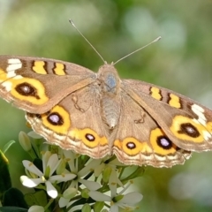 Junonia villida at Molonglo River Reserve - 9 Apr 2020