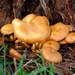 Gymnopilus junonius at Molonglo River Reserve - 9 Apr 2020