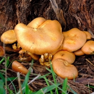 Gymnopilus junonius at Molonglo River Reserve - 9 Apr 2020